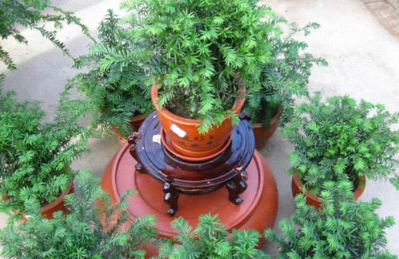 好养的大型绿植有哪些「好养的大型绿植有哪些 室内」
